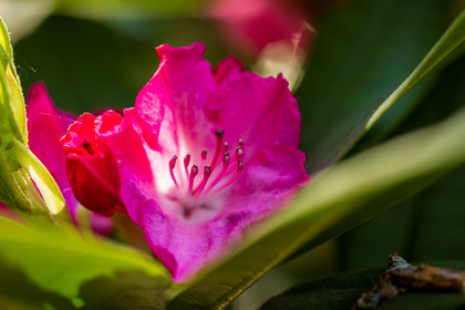 flore