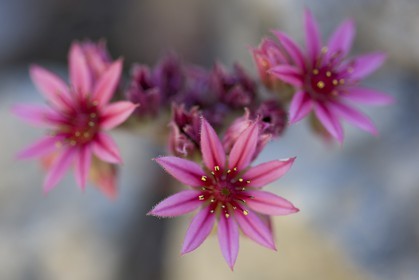 Joubarbe, Sempervivum tectorum