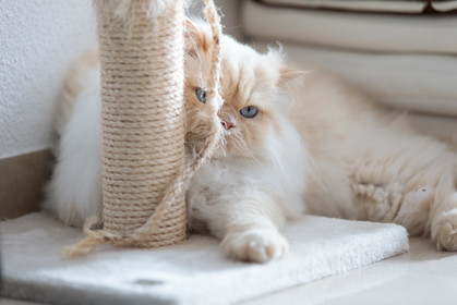 Chat