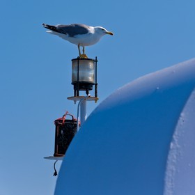 Mouette
