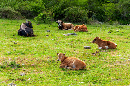 Faune corse