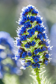 Flore Méditerranéenne