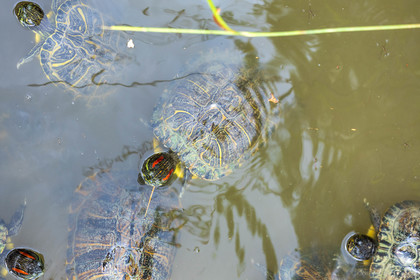 Tortue