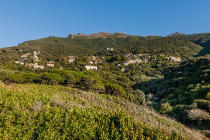 Pino