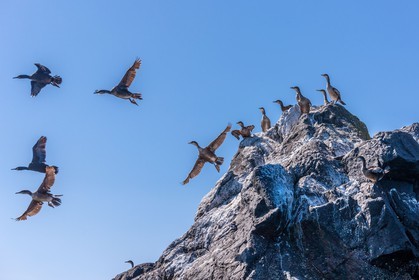 Cormoran