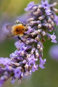 Flore Méditerranéenne