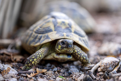 Tortue d'Hermann