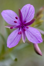 Epilobe ou Laurier de St Antoine  Chamerion angustifolium