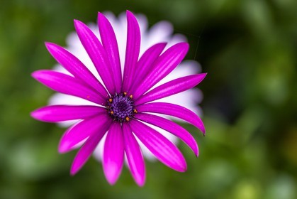 Flore méditerranéenne