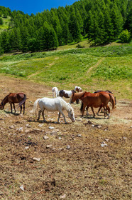 Equitation