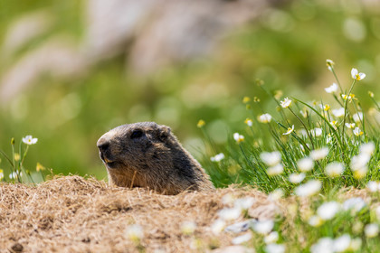 Marmotte
