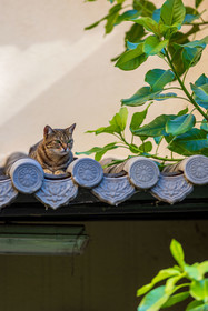 Bonsai