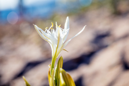 Flore corse