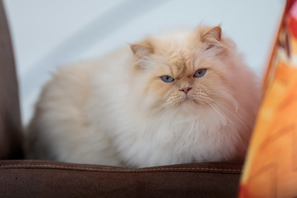 Chat