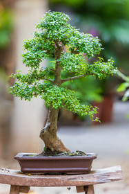Bonsai