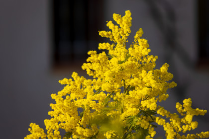 Mimosa