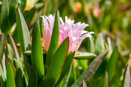 Flore Méditerranéenne