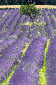 Lavande, Lavandula