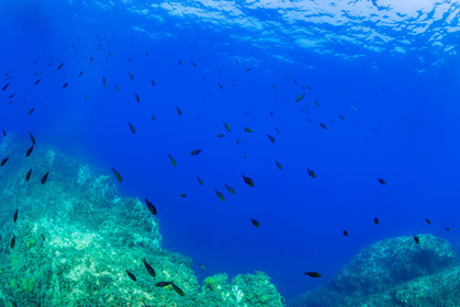 Plongée-sous-marine