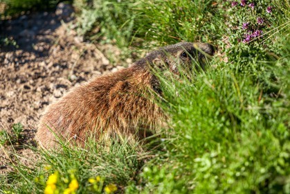 Marmotte, Marmota