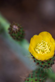 Flore corse