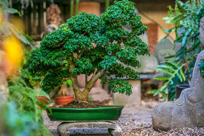 Bonsai