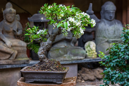 Bonsai