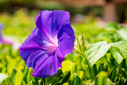 Flore corse