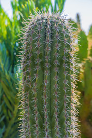 Eze Jardin exotique