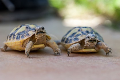 Tortue d'Hermann,Testudo hermanni