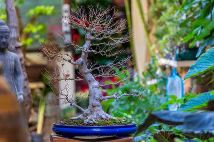 Bonsai Center