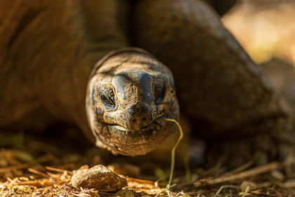 Tortue