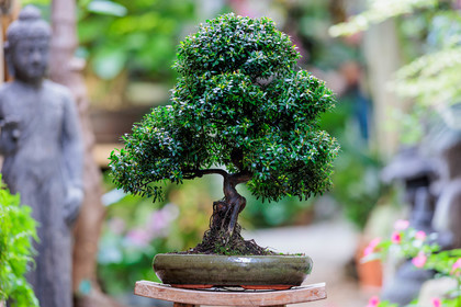 Bonsai
