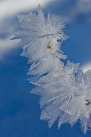 Cristaux de neige