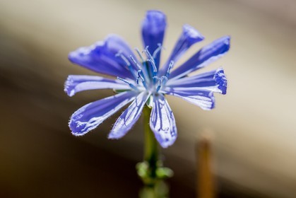 Flore méditerranéenne