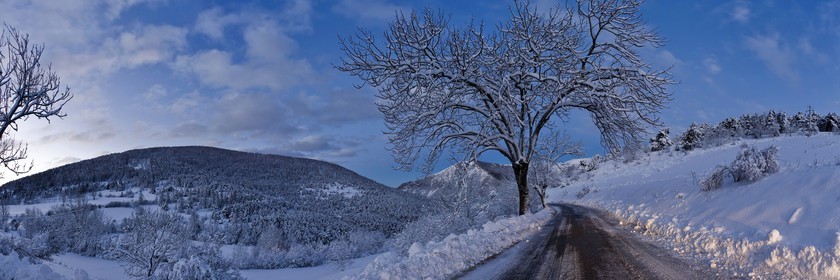 Arbres enneigés