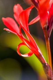 Canna indica,  La Conflore
