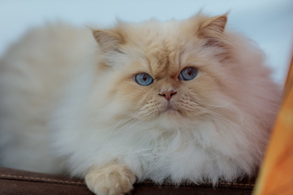 Chat