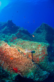 Plongée-sous-marine