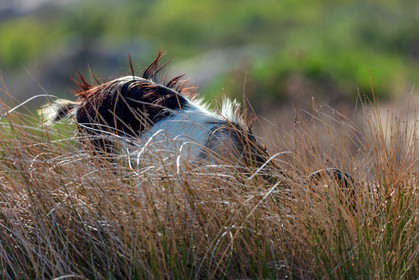 Faune corse