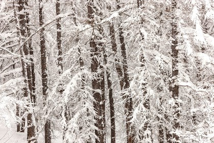 Forêt enneigée