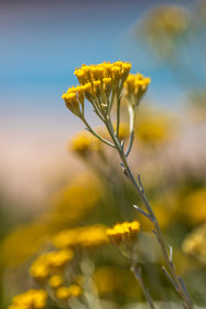 Flore corse