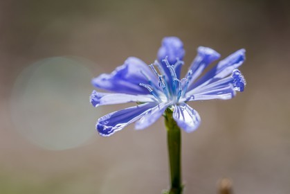 Flore méditerranéenne