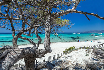 Saleccia