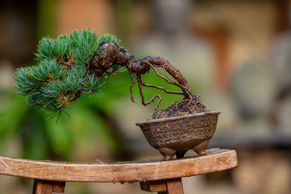 Bonsai