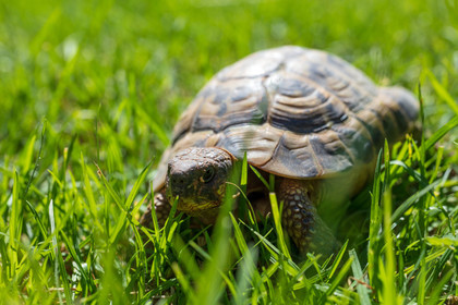 Tortue
