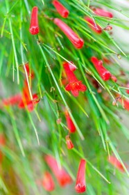 Flore Méditerranéenne