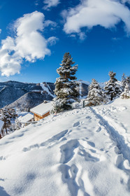 Auron