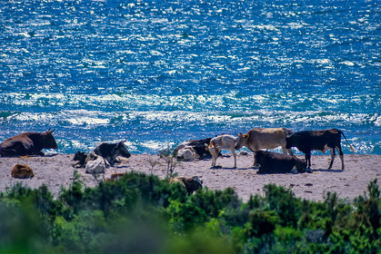 Faune corse