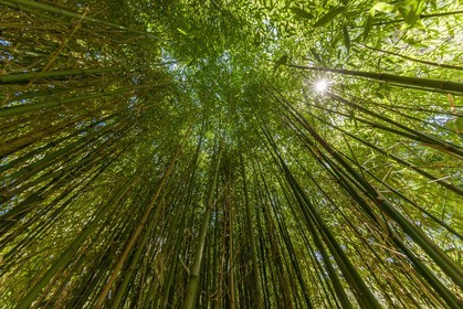 Flore Méditerranéenne